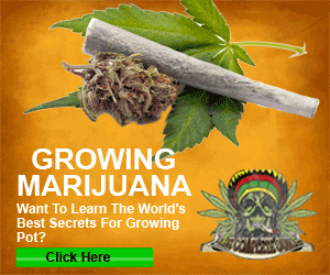 How To Grow Weed 420