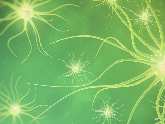 The Endocannabinoid System & the Brain