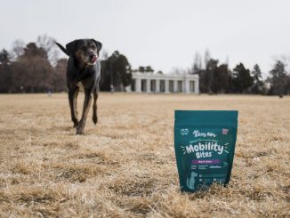 CBD for Pets: Take Your Pet's Care to the Next Level