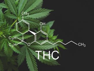 How Does Delta-8 THC Affect The Endocannabinoid System