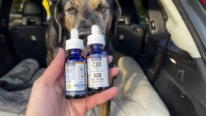 5 Ways Your Dog Can Benefit from Pet CBD