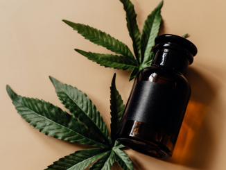 CBD Oil vs Gummies: Which Is Right for You?