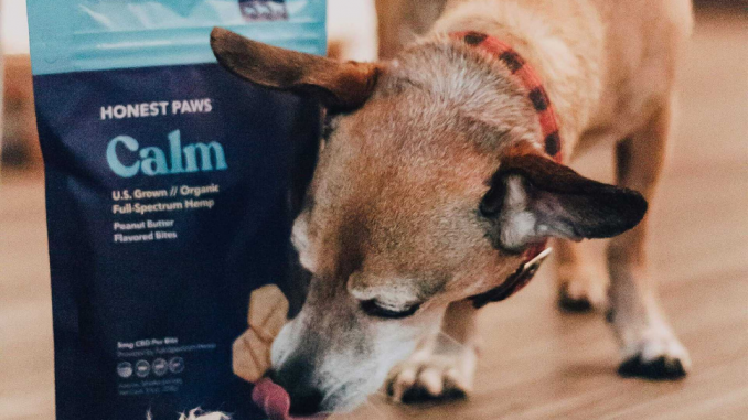 How to Find the Best CBD for Dogs