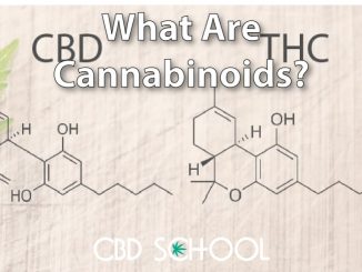 What are Cannabinoids? - CBD School