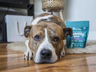 5 Ways to Ensure Your Pet Has the Best Experience with CBD