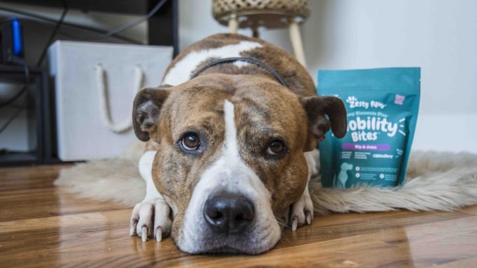 5 Ways to Ensure Your Pet Has the Best Experience with CBD