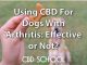 CBD Oils for Dogs With Arthritis: Is It a Scam?