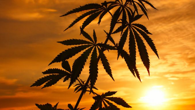 California Cannabis Department Proposes New Regulatory Changes