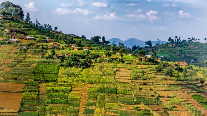 Rwanda Begins Cannabis Production | High Times