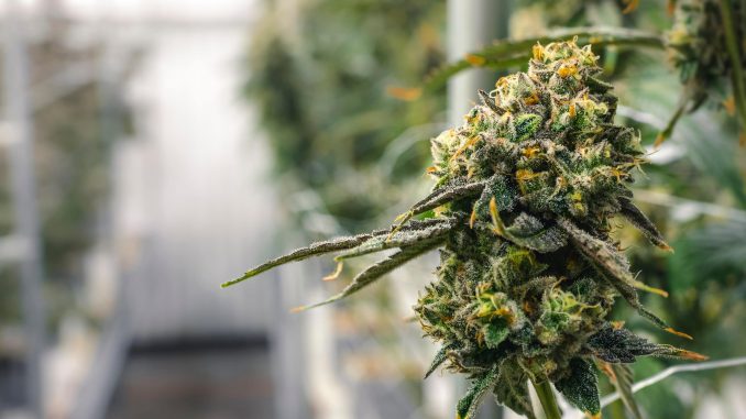 Adult-Use Cannabis Sales Launch In New Mexico