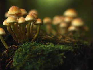 First Annual California Psychedelic Conference Highlights Influential People