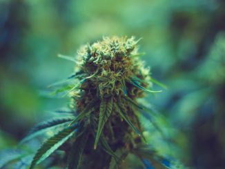 Kentucky Governor Announces Medical Cannabis Plan