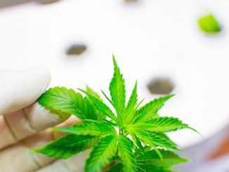 Kentucky Governor Approves Cannabis Research Facility