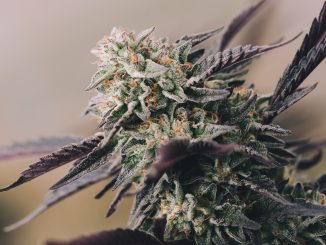 Limited British Study on Cannabis and Chronic Pain to be Launched