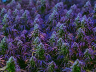 New Cannabis and Hemp Certification Acknowledged by Attorney General Alliance