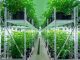 New York Approves First Slate of Cannabis Cultivation Licenses