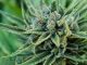 Delaware House Passes Historic Cannabis Legalization Bill