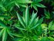 Hemp vs Cannabis | CBD Origin
