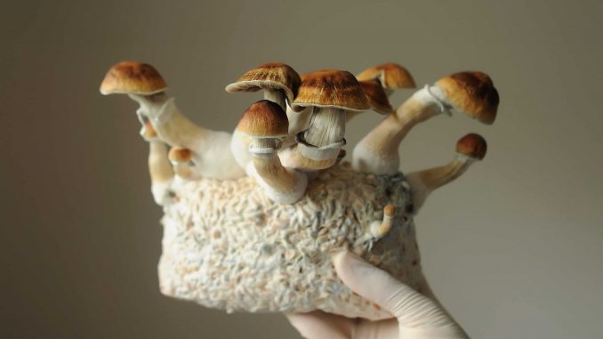 Oregon Unveils Rules For New Psilocybin Therapy Program