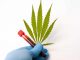 Study Finds THC Detected in Blood or Breath Does Not Indicate Impairment