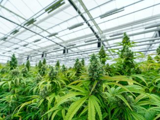 Zimbabwe President Commissions $27 Million Medical Cannabis Plant