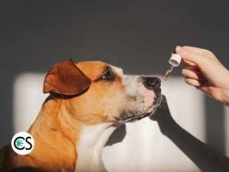 Can I Give My Dog CBD for Pain?