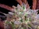 North Carolina Lawmakers Advance Medical Cannabis Bill