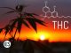 What is THC? What is Tetrahydrocannabinol?