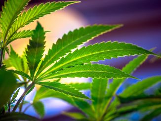 California Bill to Require Cannabis Warnings About Mental Disorder Risks Advances