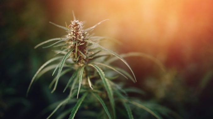 North Carolina Gov. Signs Bill Marking Legal Hemp Permanent