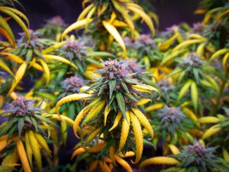 Bid To Get Legalization Initiative on Missouri Ballot 'Isn't Dead' Yet