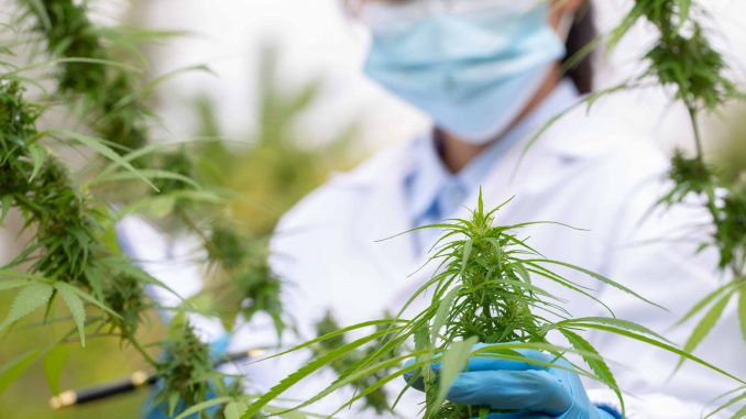 Congress Passes Landmark Cannabis Research Bill