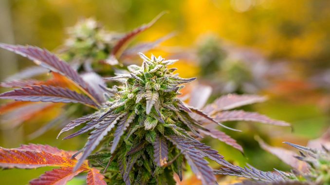 First Medical Cannabis Crop Harvest Begins in North Carolina