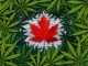 Canada Establishes Expert Panel To Review Cannabis Act