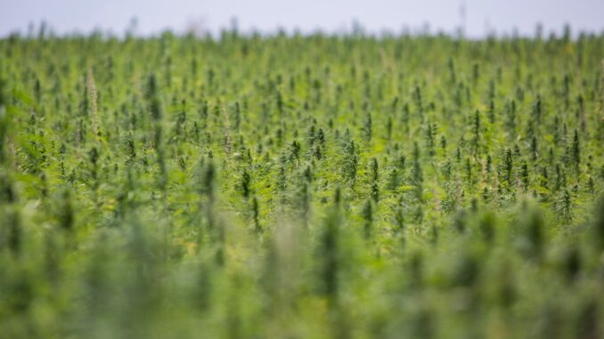 Industrial Hemp Market to Hit $18.1 Billion in Five Years