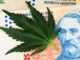 Argentina Launches New Agency To Boost Cannabis Industry
