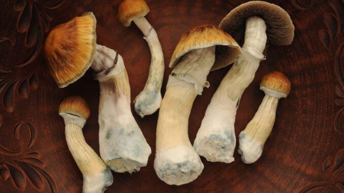 Oregon Health Authority Finalizes Rules for Psilocybin Services Act