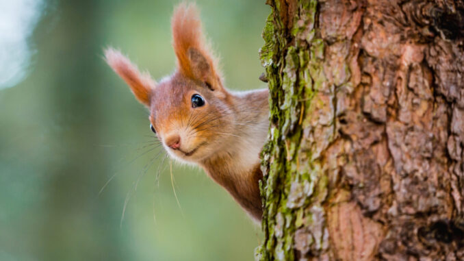 Chinese Police Enlist Drug-Sniffing Squirrels