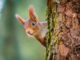 Chinese Police Enlist Drug-Sniffing Squirrels