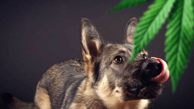 Pet Medical Cannabis Bill Introduced in Rhode Island