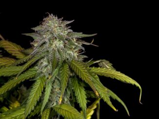 New York Will Double Number of Cannabis Retailer Licenses