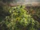 Weed Legalization Bill Introduced in North Carolina