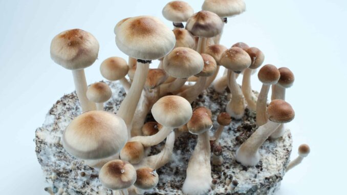 Psilocybin Research Approved in Arizona Appropriations Act Budget Psilocybin Research Approved in Arizona Appropriations Act Budget