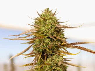 Washington Governor Signs Bill to Protect Employees from Drug Testing for THC