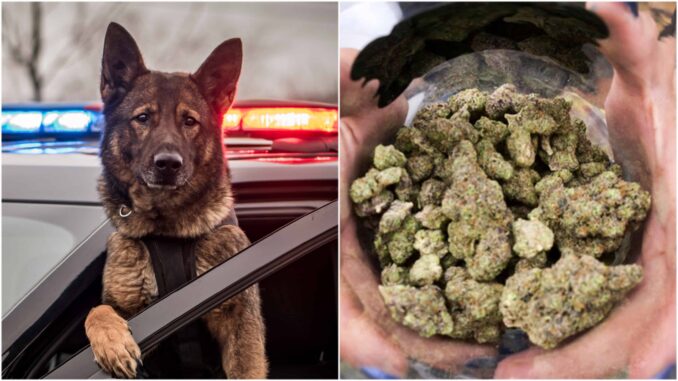 Cannabis Legalization Is Putting Police Dogs Out Of Work