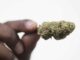 New York Cannabis Social Equity Fund Secures $150 Million Investment