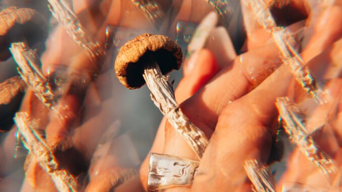 Report: Despite Promises, Oregon’s Psilocybin Program Not Paying For Itself