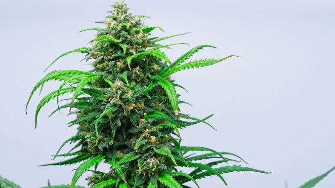 Medical Cannabis Clinical Trial in U.K. Underway