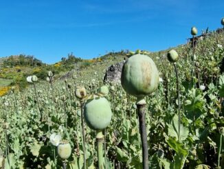 Myanmar Surpasses Afghanistan as World’s Largest Opium Producer