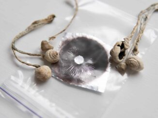 DEA Response Clarifies Psychedelic Mushroom Spores Are Legal Before Germination